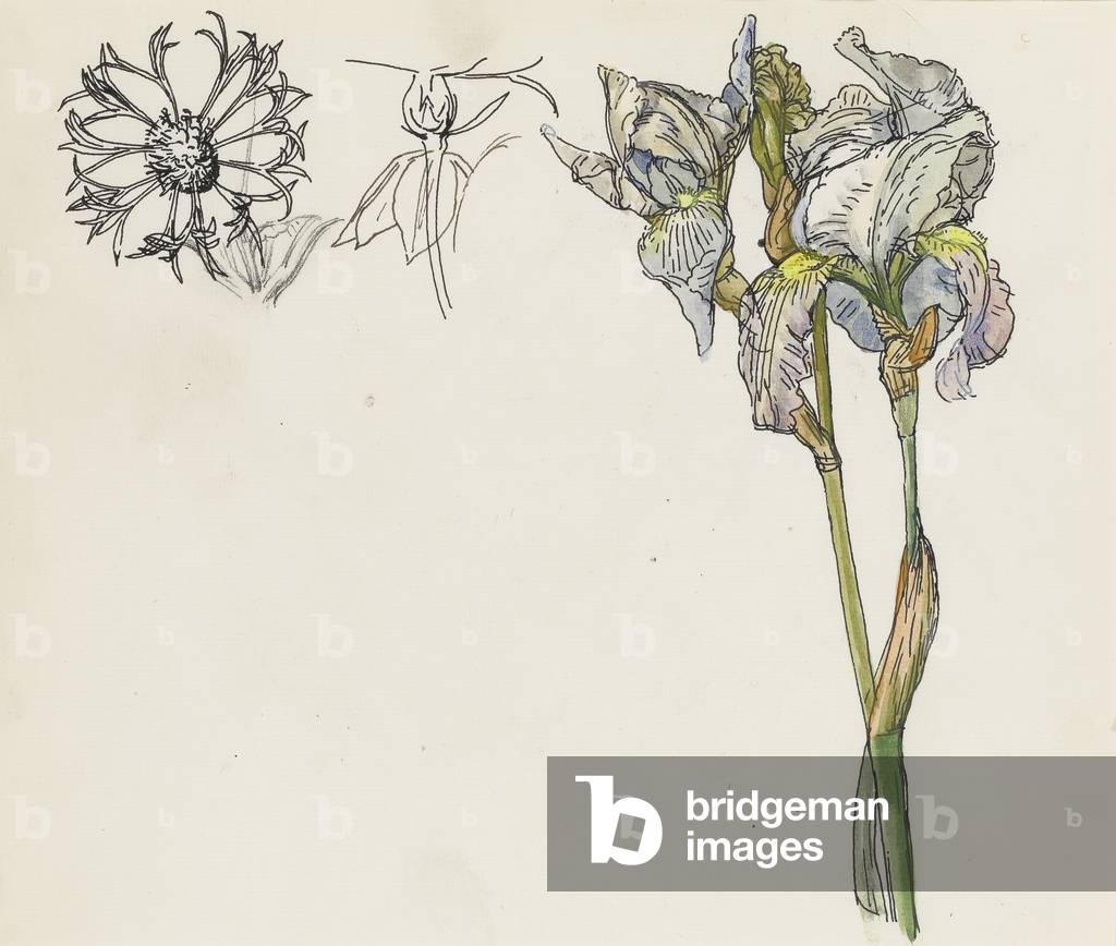 Iris (pen & ink with w/c on paper)