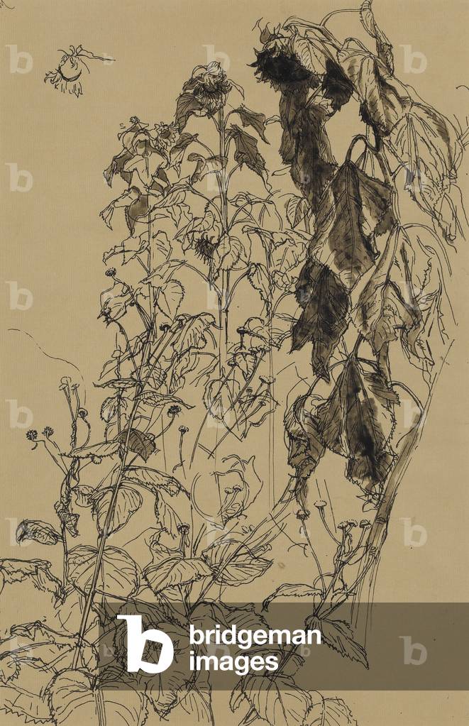 Sunflowers (pen and ink on paper)