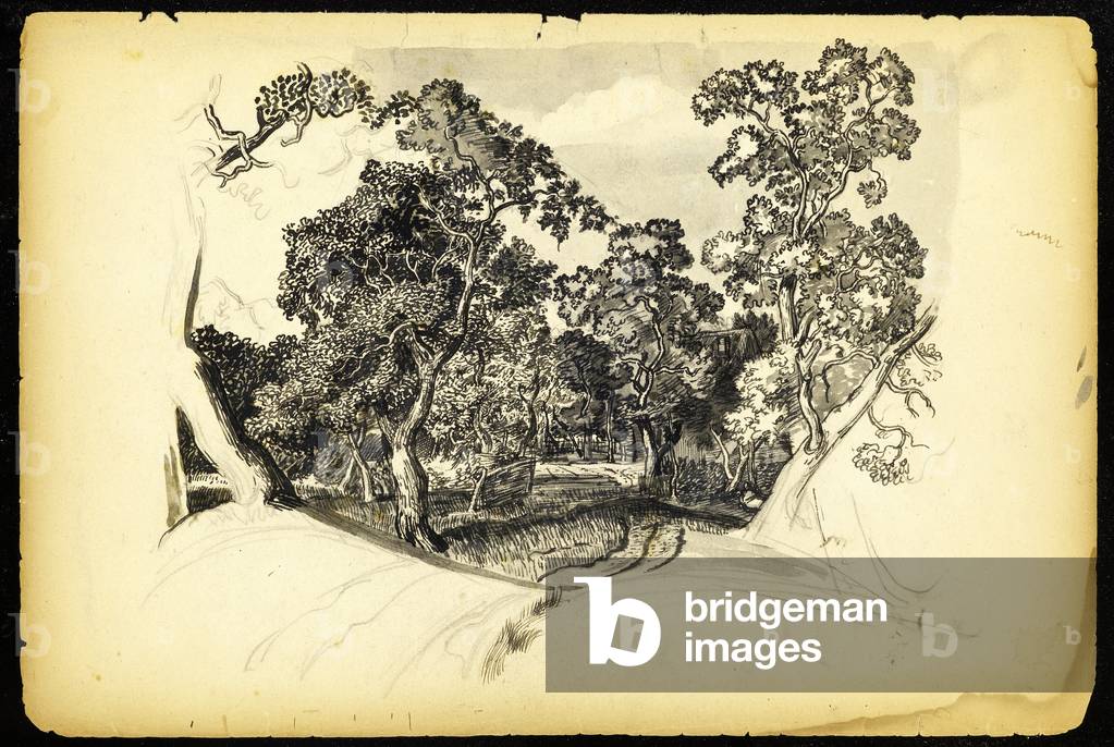 Wood (pen & ink with wash on paper)