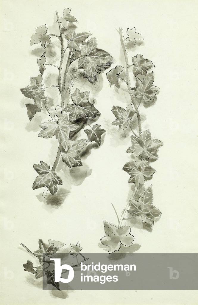Study of Ivy (pen & ink on paper)