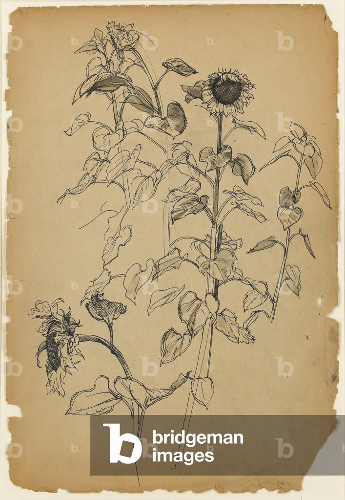 Study of Sunflowers (pen & ink on paper)