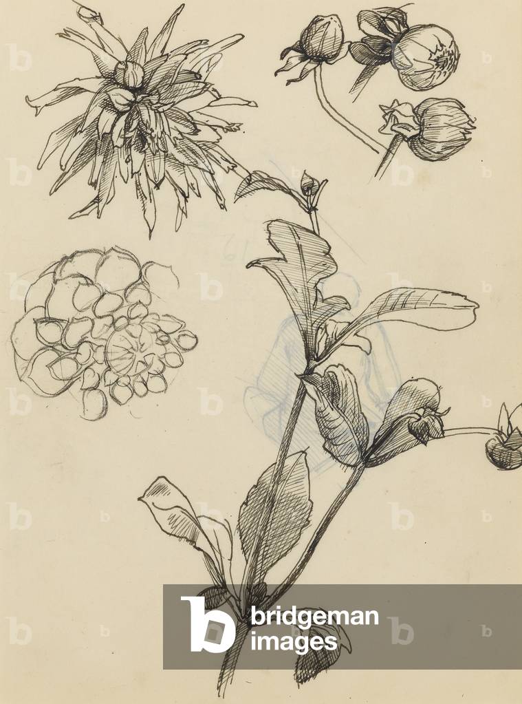 Sheet of flower studies (charcoal, pen & ink on paper)