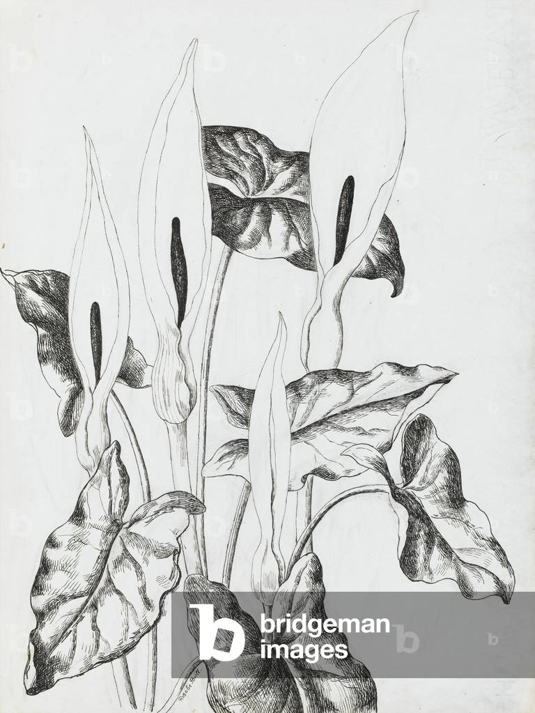 Arrum Lilies (pen & ink on paper)