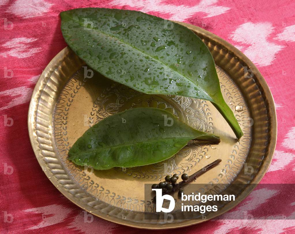 Kacip fatimah leaf (photo)