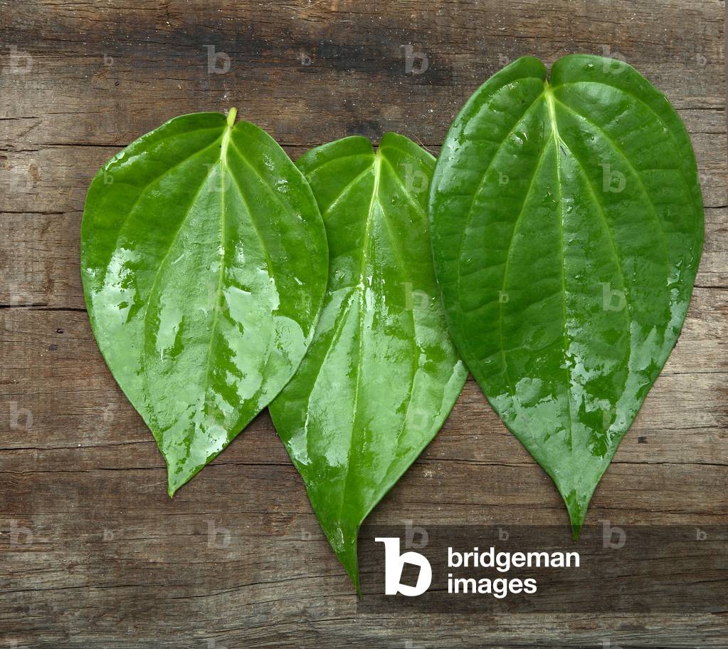 Betel leaves (photo)