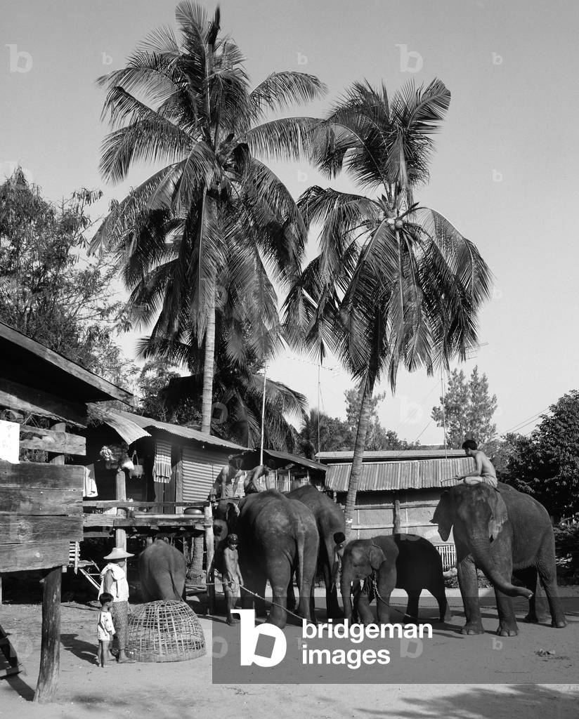 Elephants (b/w photo)