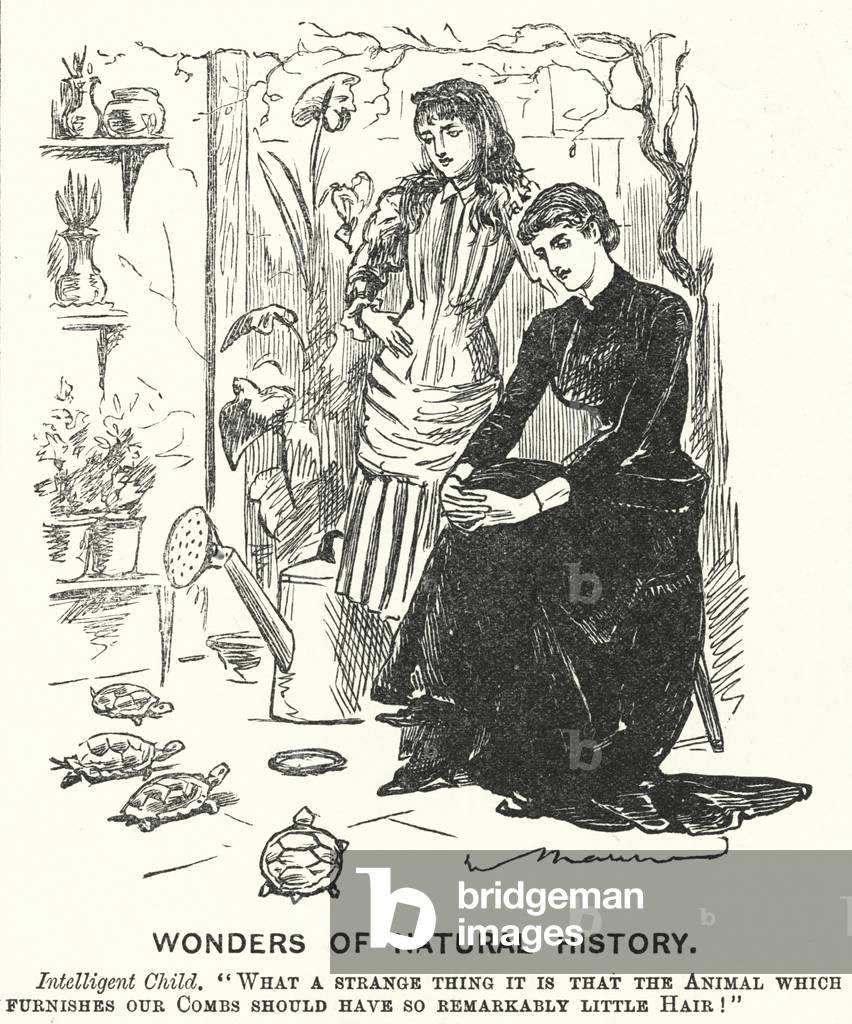 Punch cartoon: Wonders of Natural History (engraving)