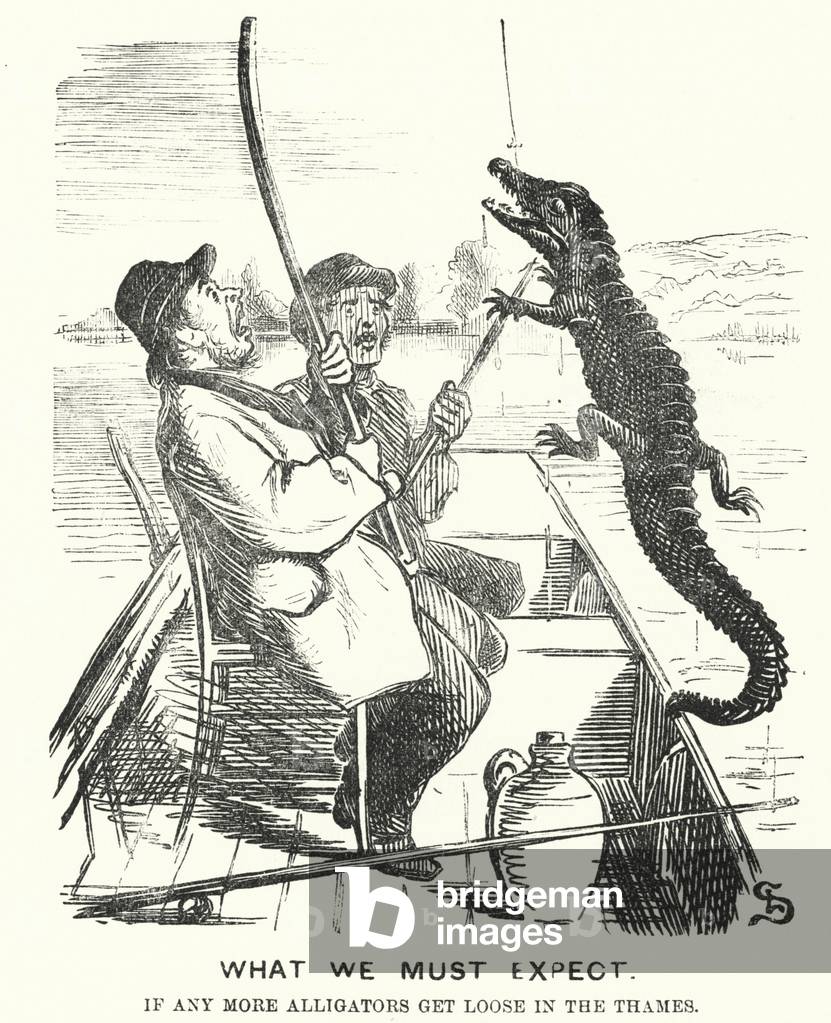 Punch cartoon: What We Must Expect if Any More Alligators Get Loose in the Thames (engraving)