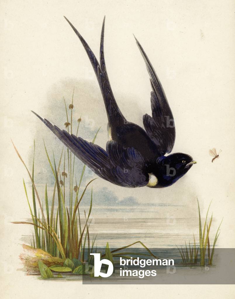 Swift (colour litho)