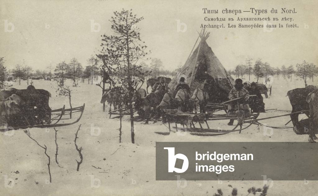 Samoyeds in the forest, near Archangel, northern Russia, c1915 (b/w photo)