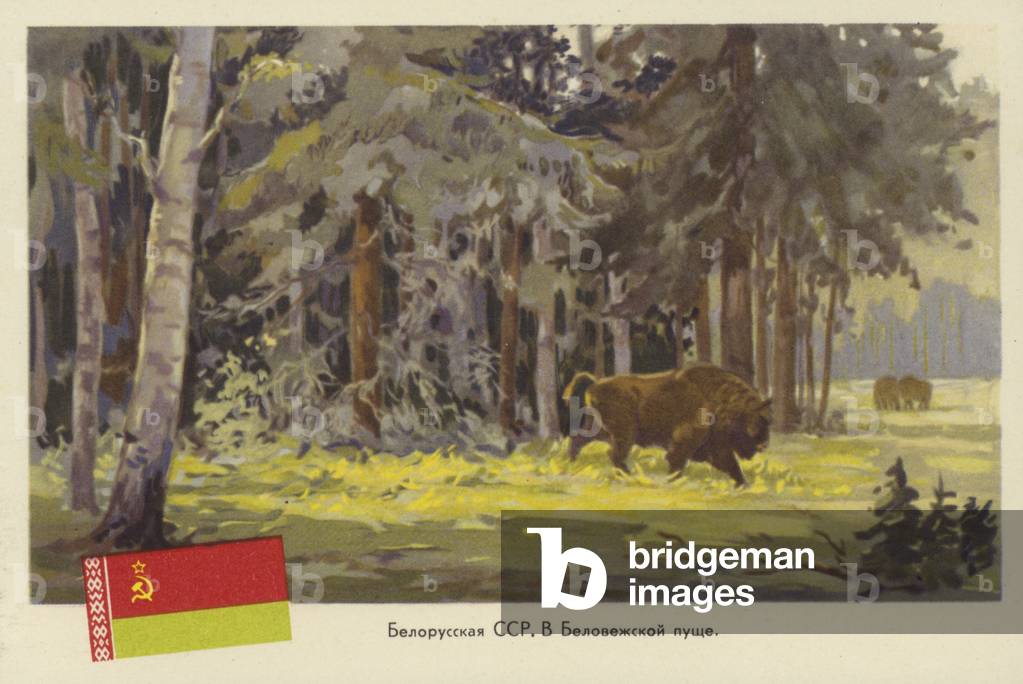 Bison in the Bielovezhskaya Forest, Belorussian Soviet Socialist Republic, USSR, c1940-c1956 (colour litho)
