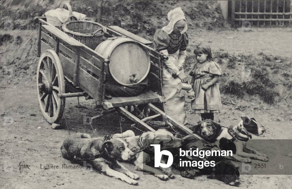 Flemish milkmaid and mobile dairy (b/w photo)
