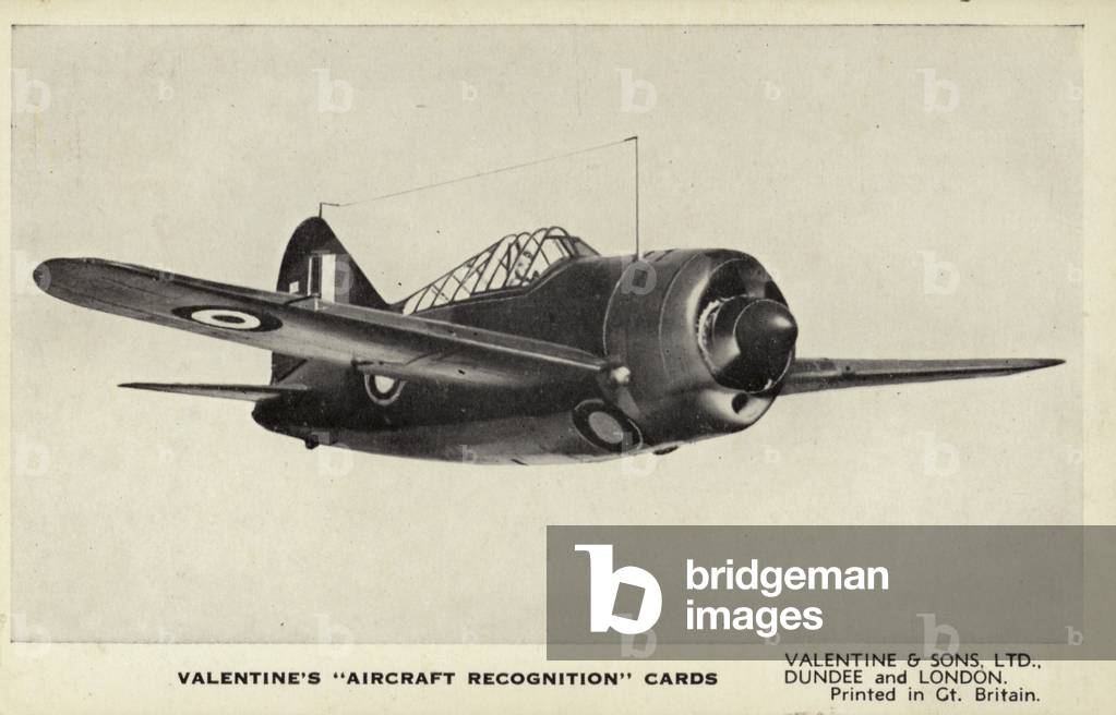 Brewster Buffalo, American fighter aircraft (b/w photo)