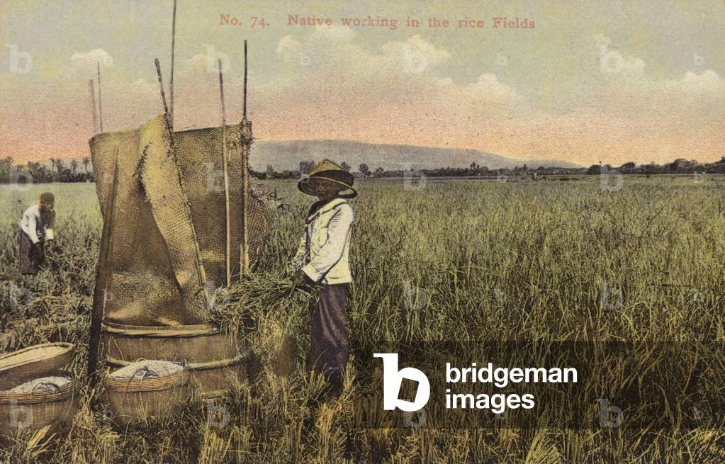 Native working in the rice Fields (photo)