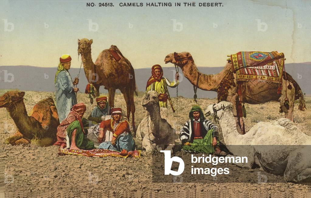 Camels halting in the desert (coloured photo)