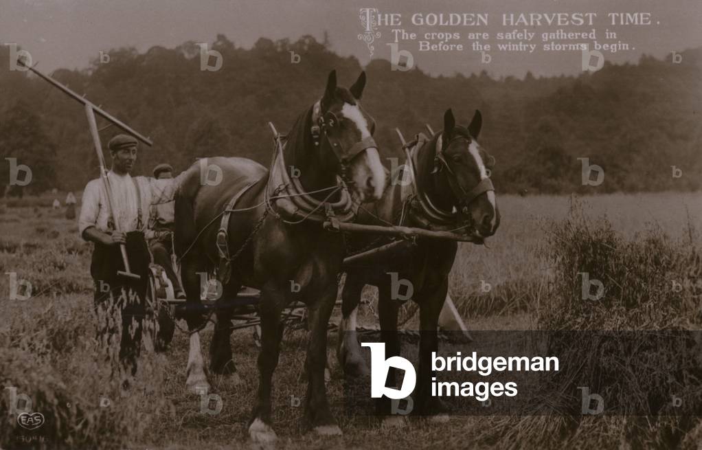 The Golden Harvest Time (b/w photo)
