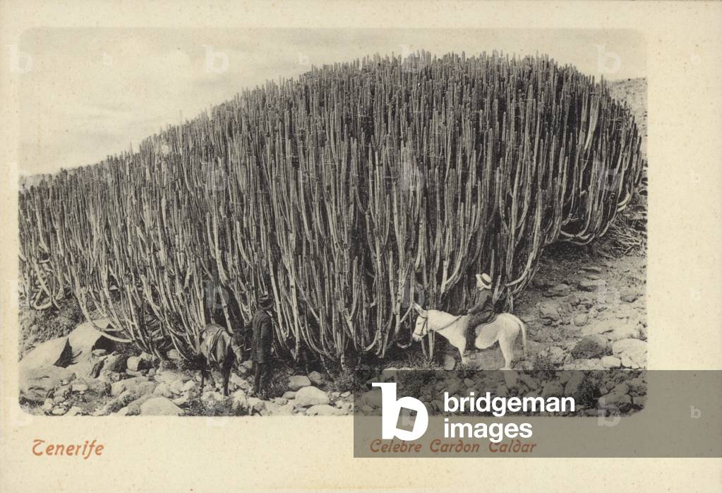 Men viewing the famous cactus at Cardon in Tenerife (b/w photo)