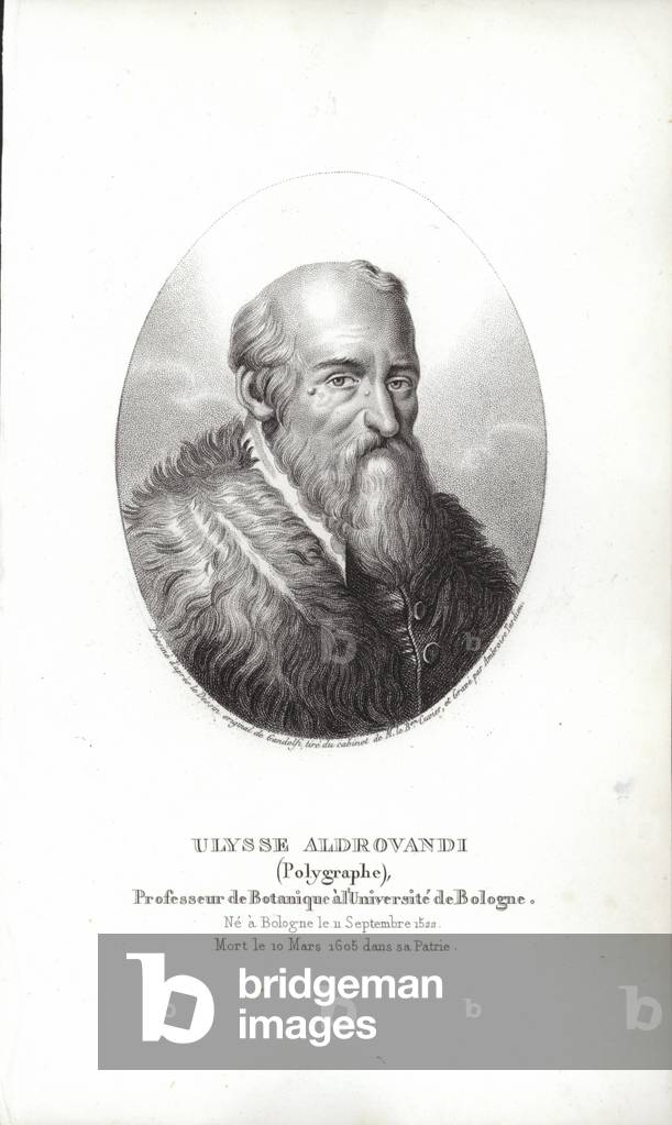 Ulisse Aldrovandi (engraving)