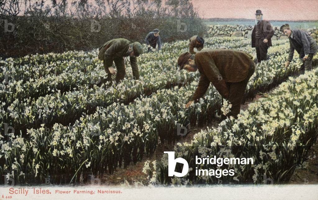 Scilly Isles, Flower Farming, Narcissus (photo)
