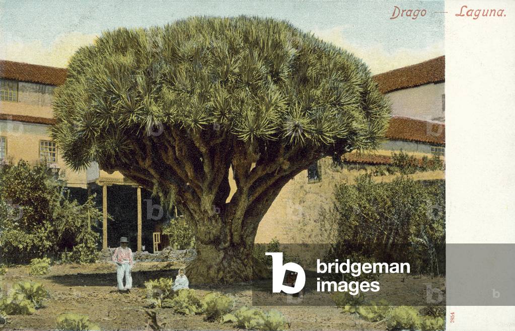 Dragon Tree (colour photo)