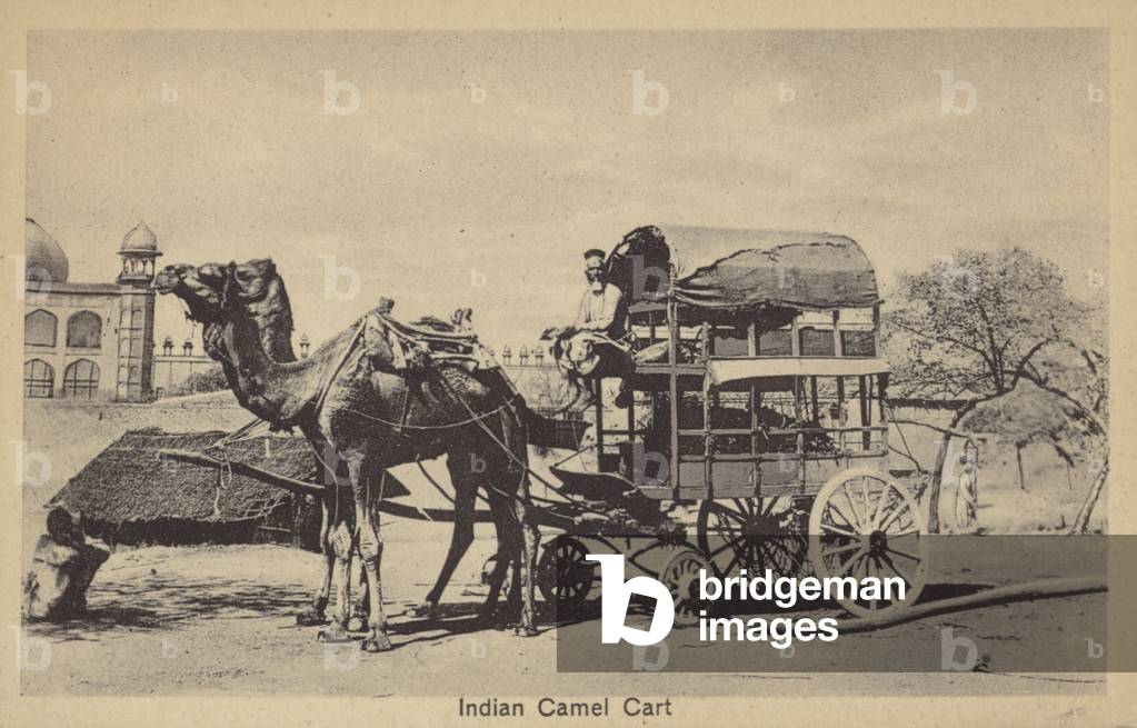 Indian Camel Cart (b/w photo)