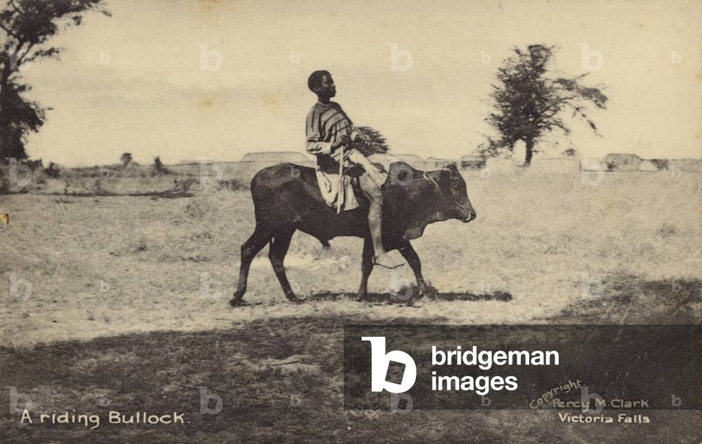 A riding bullock (b/w photo)