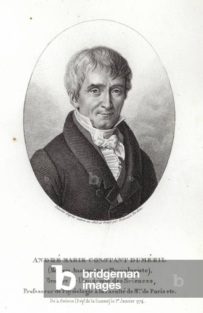 André Marie Constant Duméril (engraving)