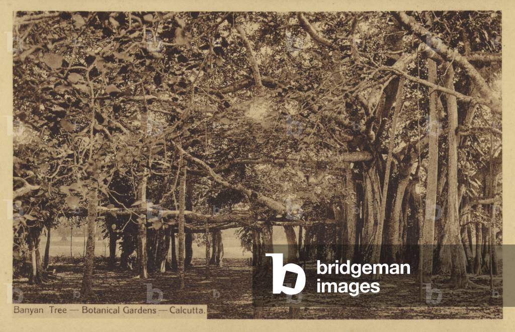 Banyan Tree-Botanical Gardens-Calcutta (b/w photo)