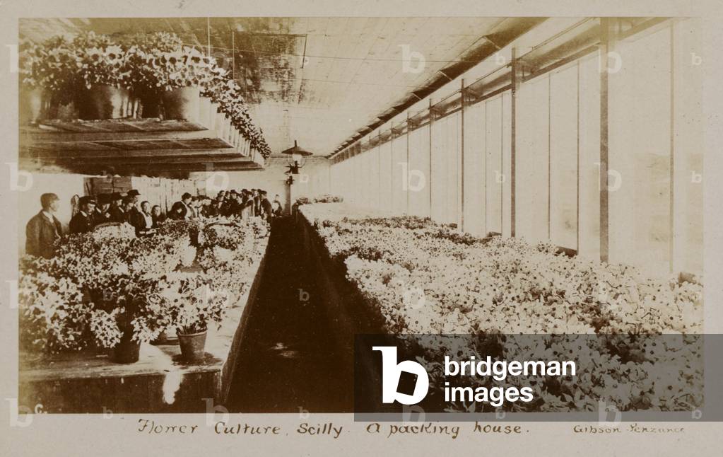 Flower Culture, Scilly a packing house (b/w photo)