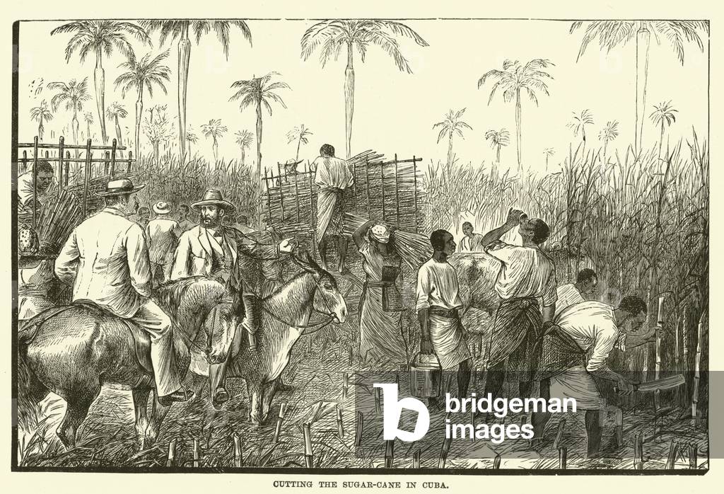 Cutting the sugar-cane in Cuba (engraving)