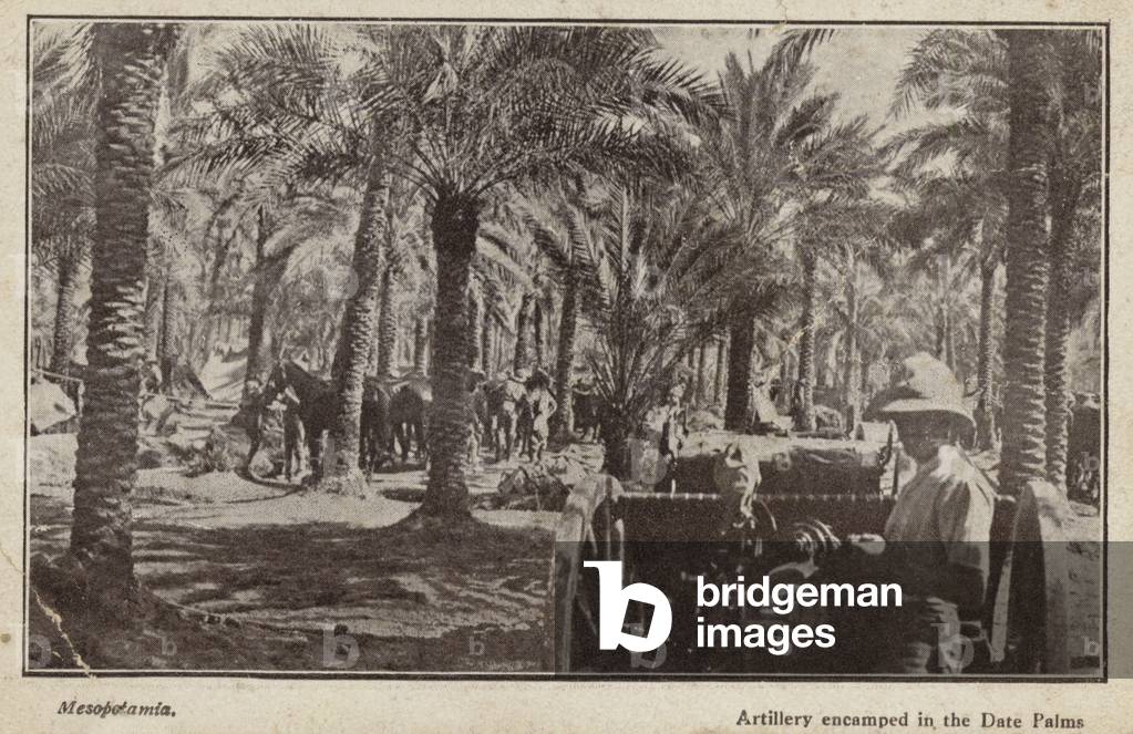 British artillery encamped among date palms, Mesopotamia, World War I (b/w photo)