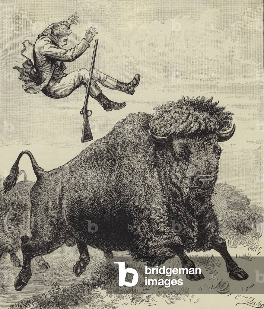 Tossed by a prairie bull (engraving)