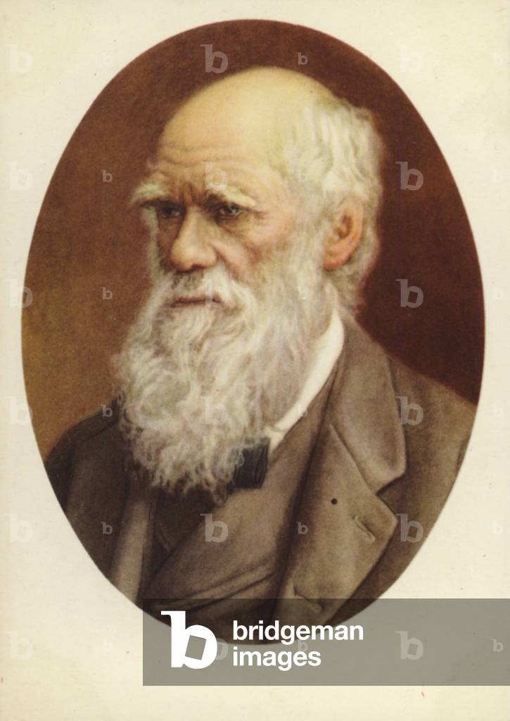 Charles Darwin (1809-1882), English naturalist (colour litho)