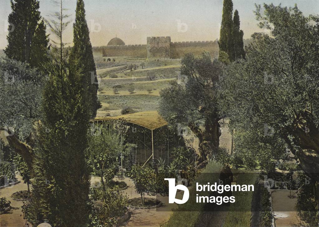 Garden of Gethsemane (colour photo)