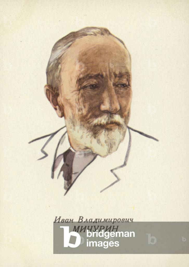 Ivan Michurin, Russian botanist (colour litho)