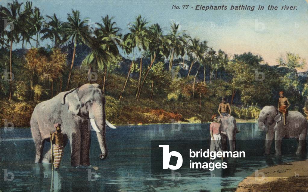 Elephants bathing in the river (photo)