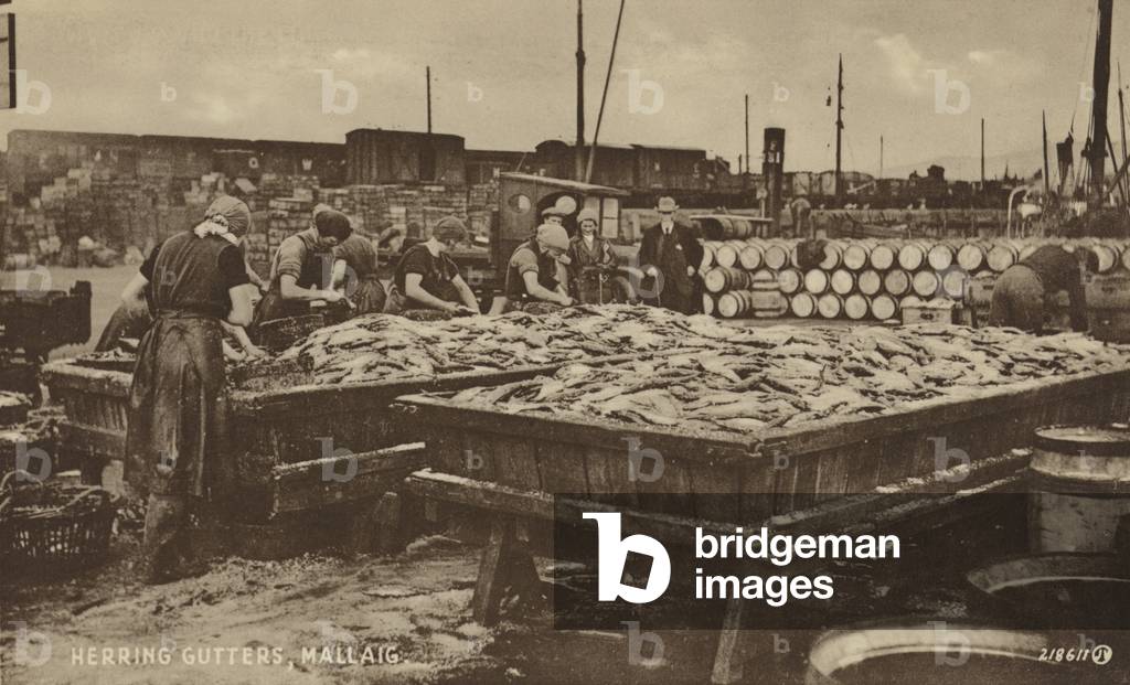 Herring cutters, Mallaig, Scotland (b/w photo)