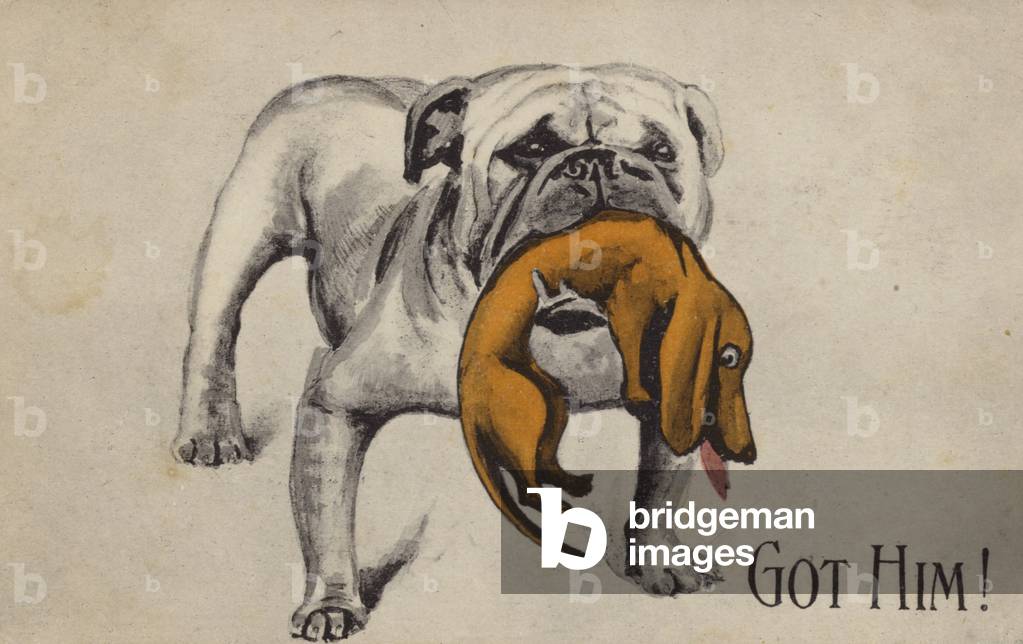 British bulldog with defeated German Dachshund in his mouth (colour litho)
