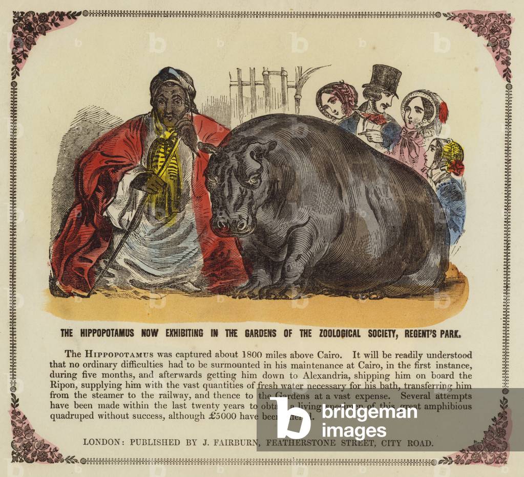 Hippopotamus in the Gardens of the Zoological Society, Regent's Park, London (engraving)