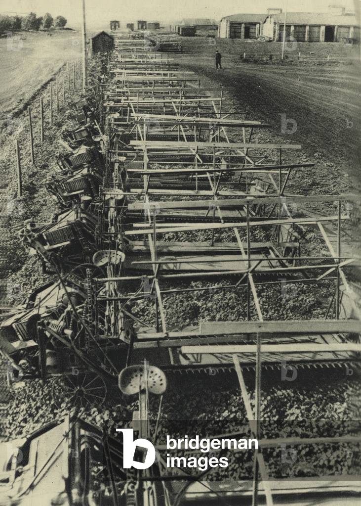 A row of sheaf-binders, USSR, 1931 (b/w photo)