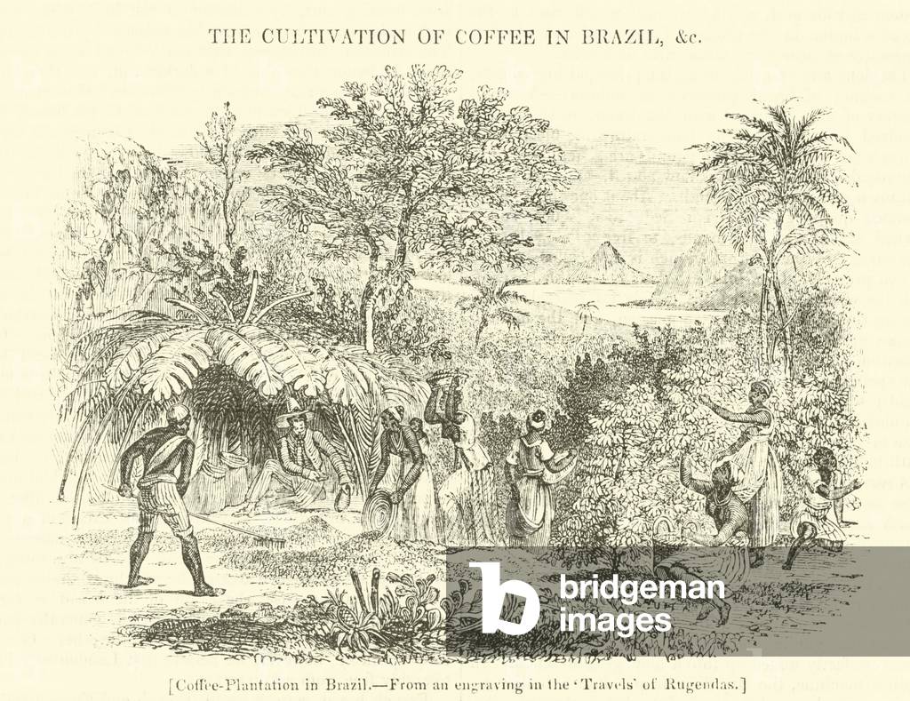 Coffee Plantation in Brazil (engraving)