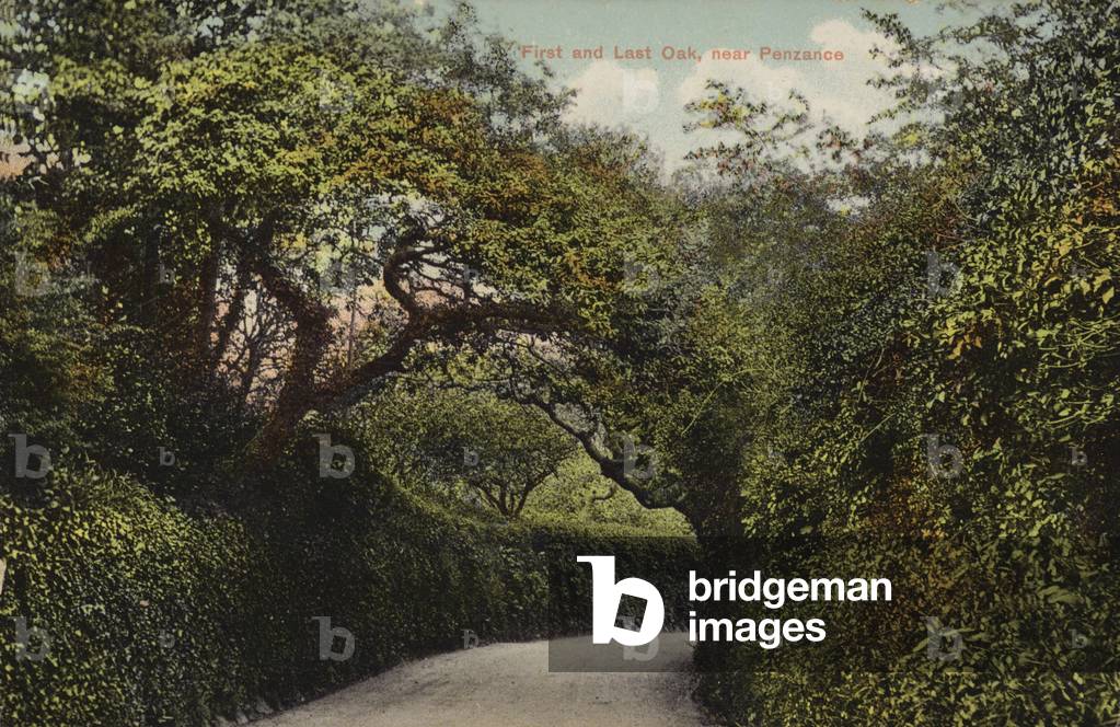 First and Last Oak, near Penzance (photo)
