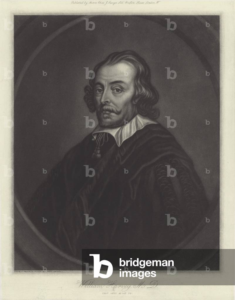 William Harvey, English physician (litho)