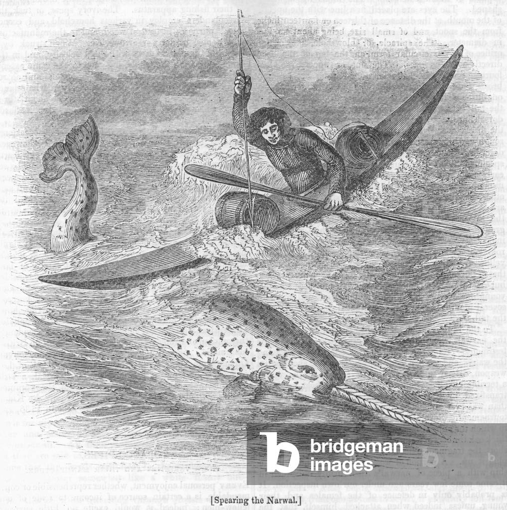 Spearing the Narwal (engraving)