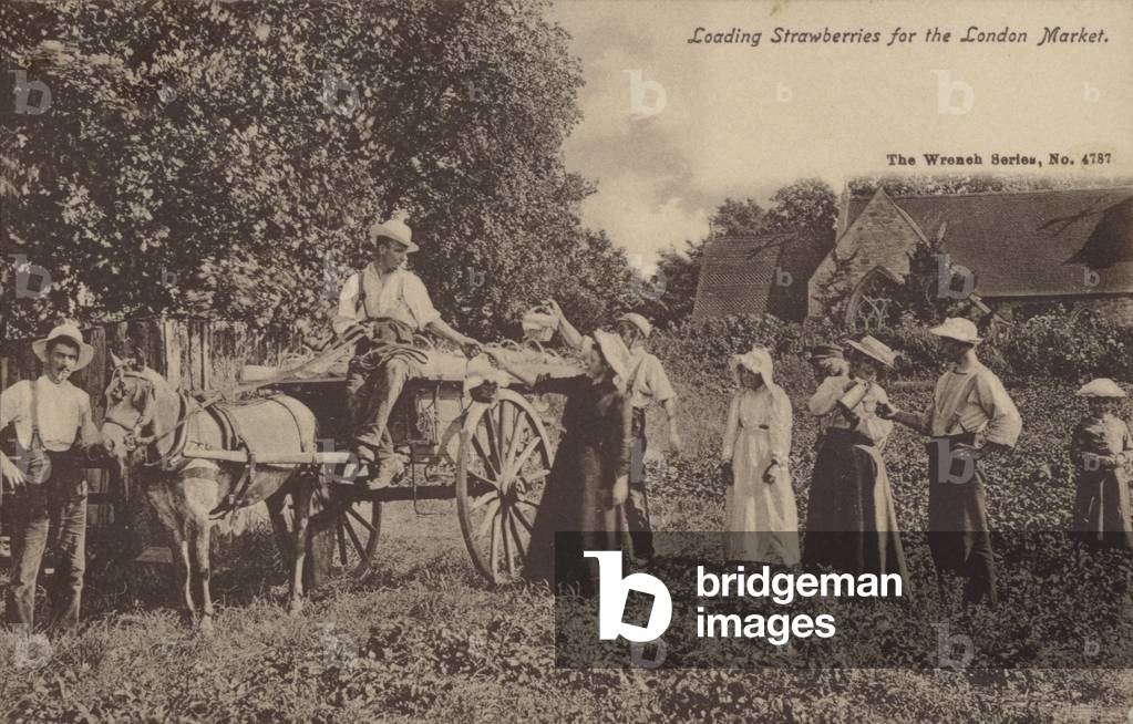 Loading Strawberries for the London Market (b/w photo)
