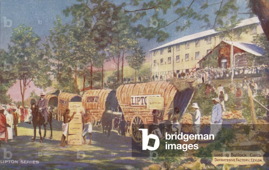 Loading Bullock Carts, Dambatenne Factory, Ceylon (photo)