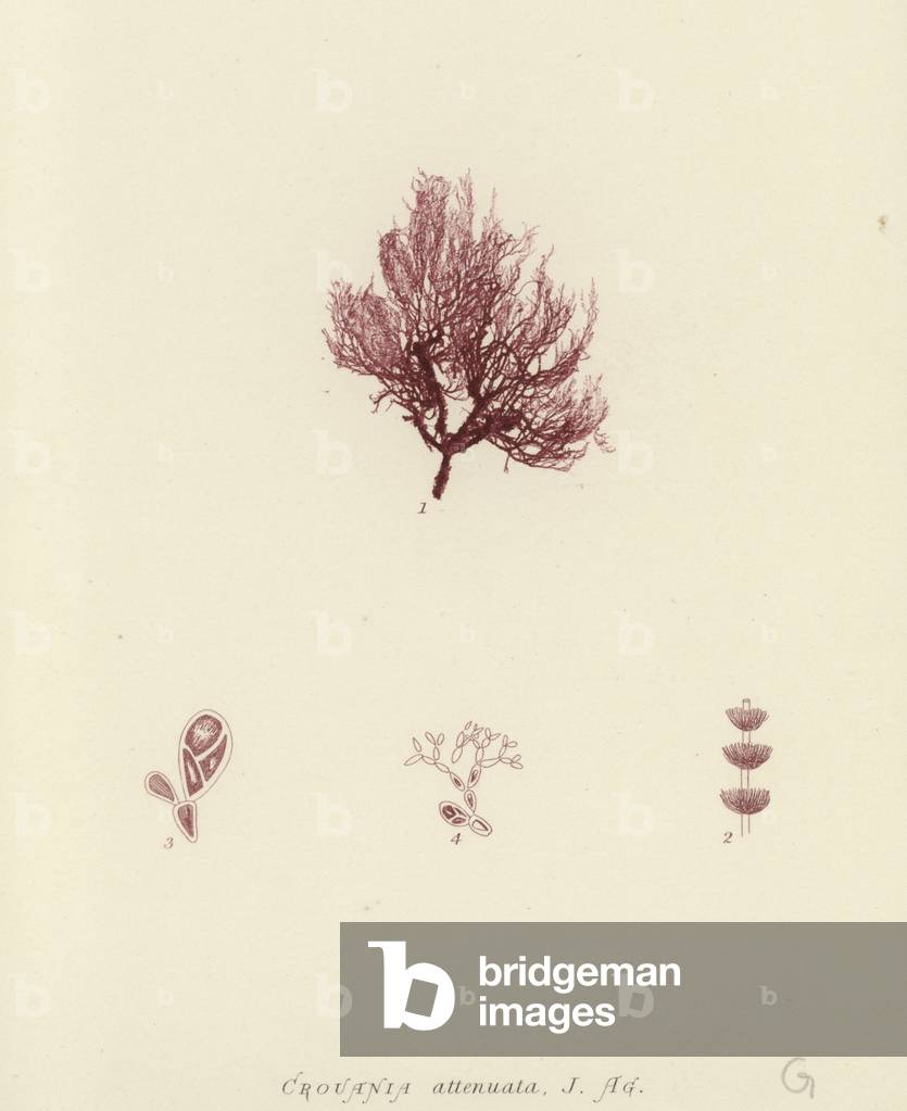 British Sea-Weed (nature printed)