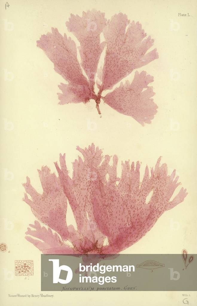 British Sea-Weed (nature printed)