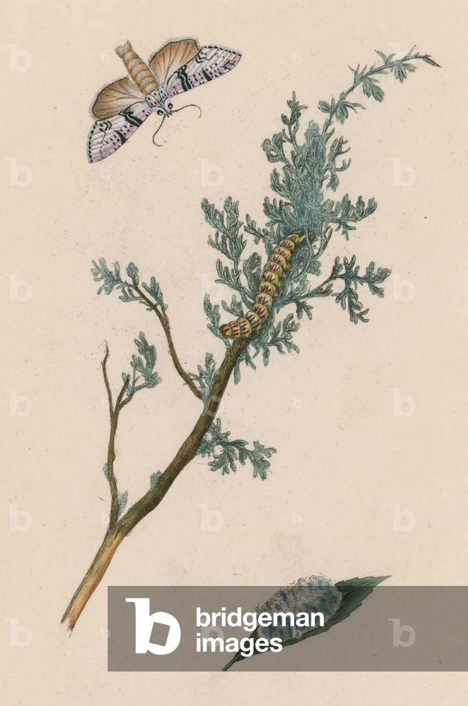 Moth, caterpillar and chrysalis (colour litho)