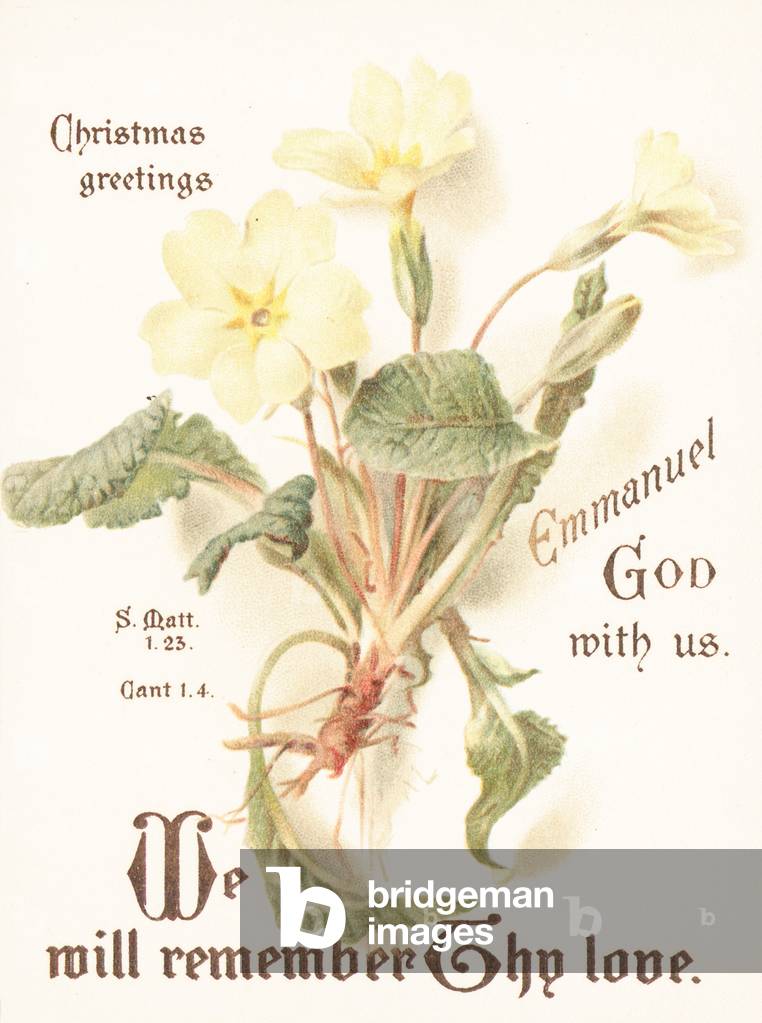 Primroses, Christmas Card (chromolitho)